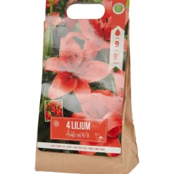 Green Boots Lelie Bloembollen Rood